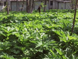 ���w�Ȃ̗�