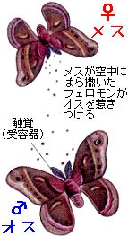 蝶の交尾